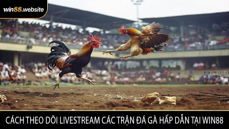 Cách theo dõi livestream các trận đá gà hấp dẫn tại WIN88