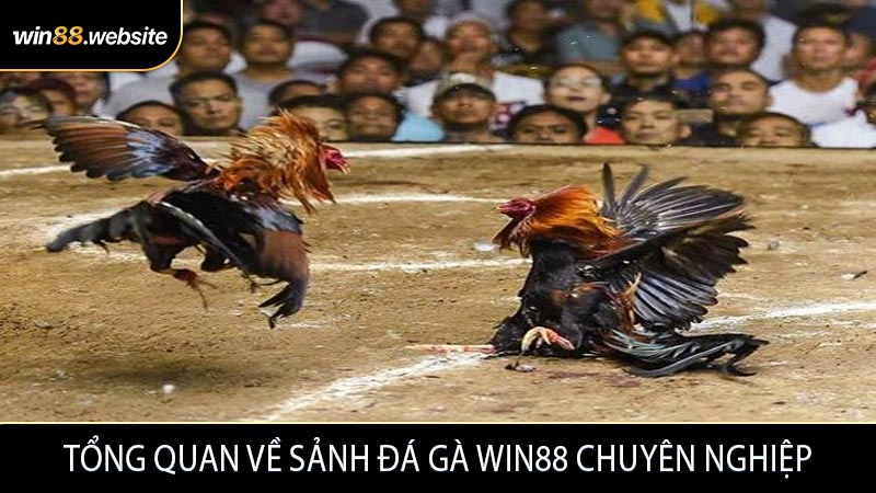 Tổng quan về sảnh đá gà WIN88 chuyên nghiệp